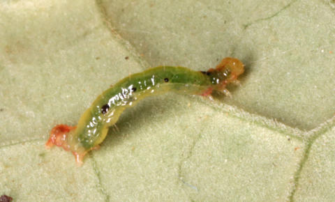 Larva (Voucher Number 61242)