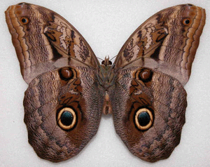 File:Caligo illioneus.jpg - Wikimedia Commons