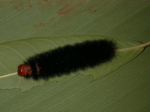 Larva