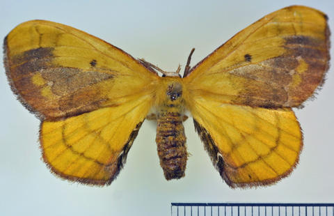 Dorsal View