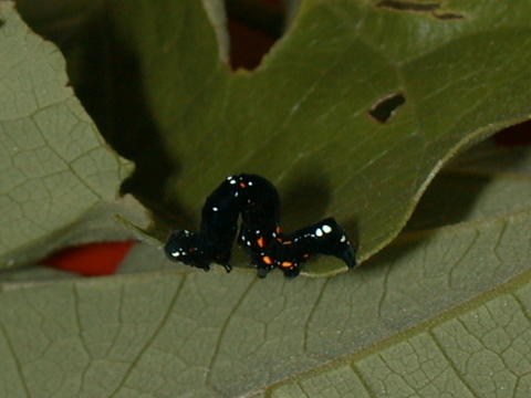 Larva