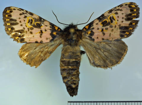 Dorsal View
