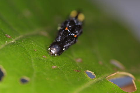 Larva