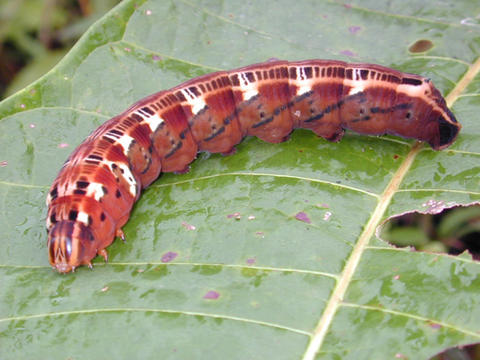 Larva