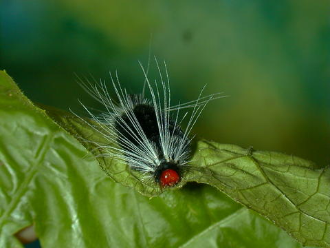 Larva