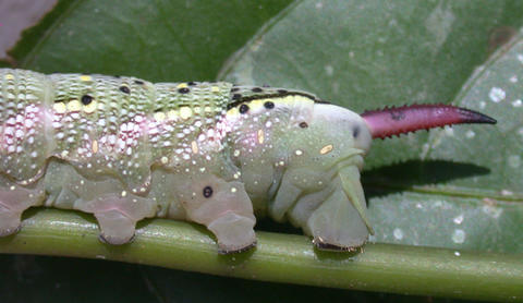 Larva (Ecuador)