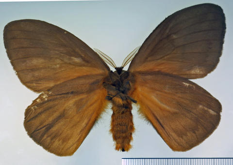 Ventral View