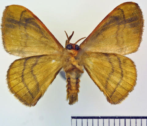 Ventral View