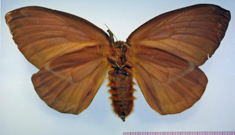 Ventral View