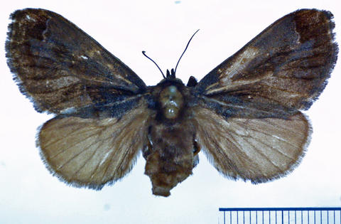 Dorsal View