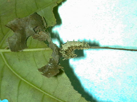 Larva