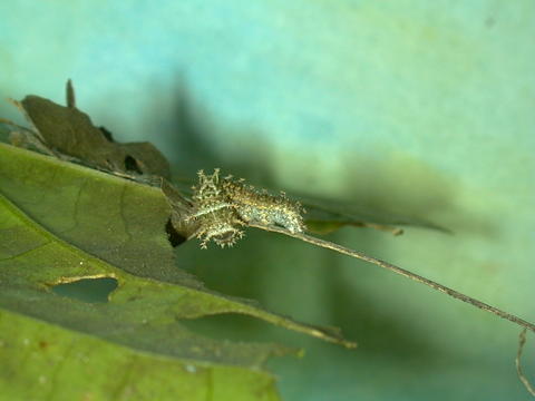 Larva