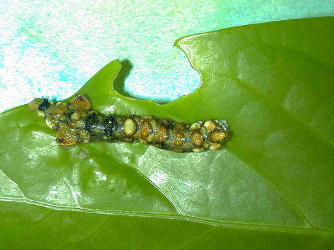 Larva