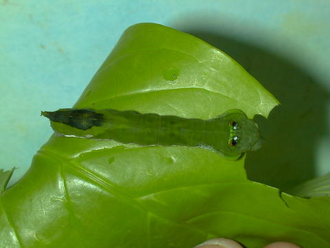 Larva