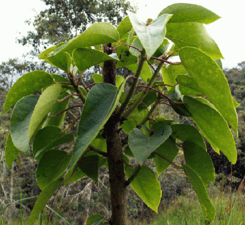 hábito