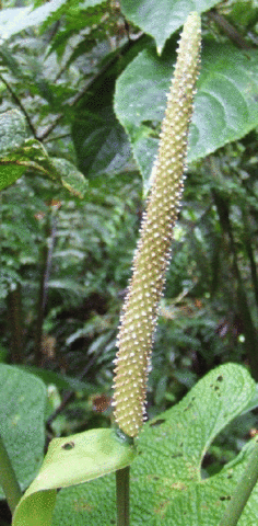 imagen de inflorescencia