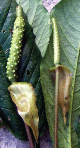 imagen de inflorescencia