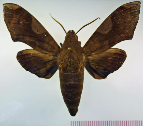 Dorsal View