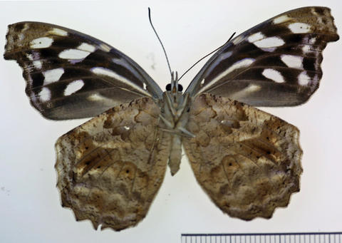 Ventral View
