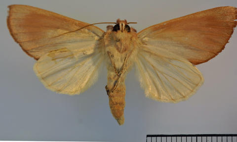 Ventral View