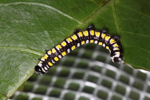 Larva