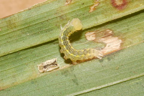 Early instar larva of Stenoplastis dyeri