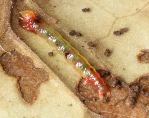 Larva (Voucher Number 61243)