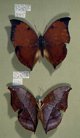 Dorsal and Ventral View