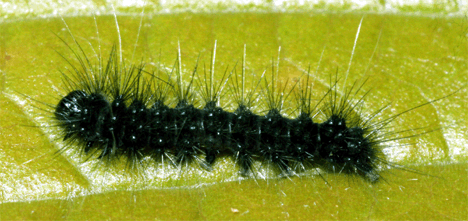 Larva of Amastus coccinator (35395)