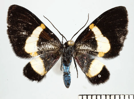 Anisomelia nr oriolata male (dorsal); YBS, Napo, Ecuador