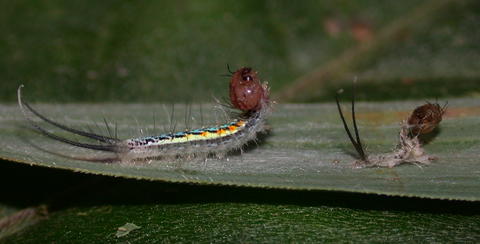 2nd instar of Antirrhea adoptiva