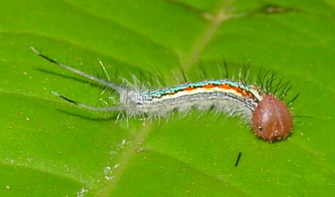 3rd instar of Antirrhea adoptiva