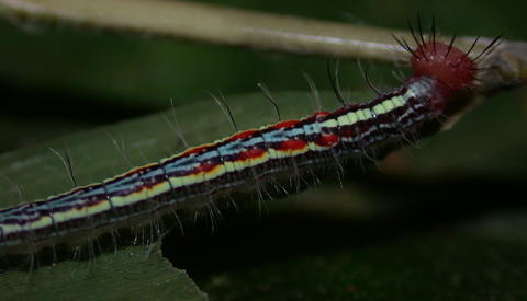 3rd instar of Antirrhea adoptiva