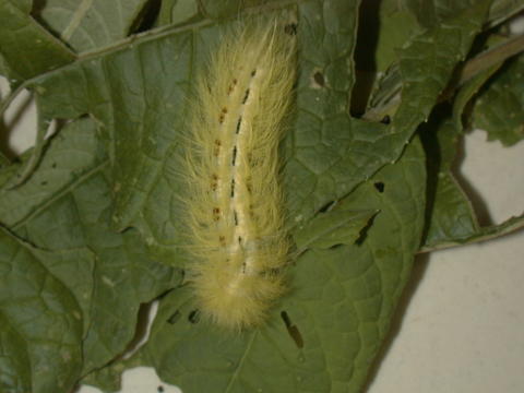 Larvae - Color Morph