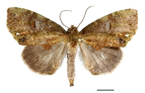 Holotype male of Astapa drewi (dorsal), YBS, Napo, Ecuador