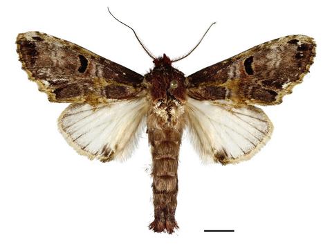 Azaxia luteilinea male (dorsal), Cuzco, Peru