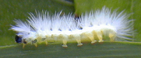 Larva of Cyanopepla bertha (405)