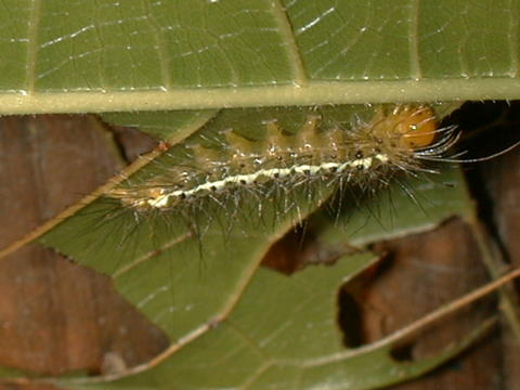 Larva