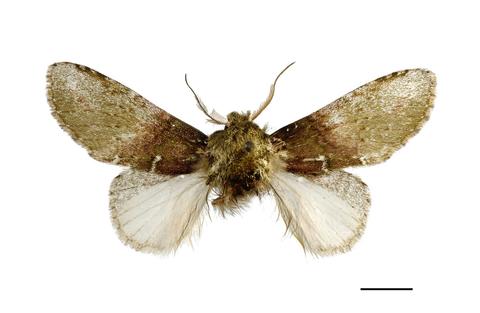 Adult male of Disphragis anatole