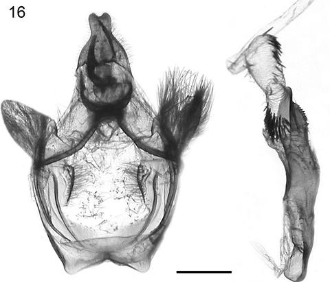 Male genitalia of Disphragis tricolor