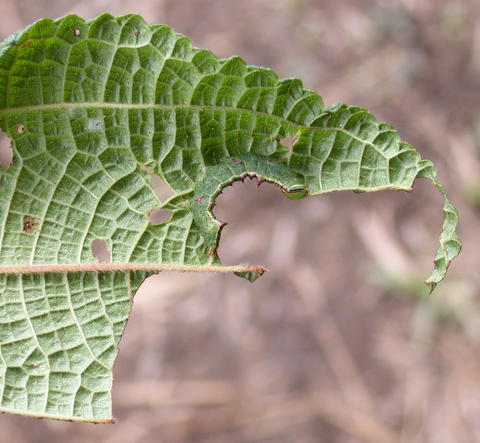 Last instar larva of Dognina honeyi (YBS-1408); hostplant Miriocarpa sp (Urticaceae)