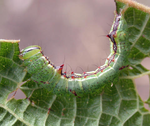 Last instar larva of Dognina honeyi (YBS-1408); hostplant Miriocarpa sp (Urticaceae)
