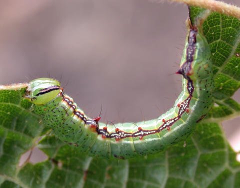 Last instar larva of Dognina honeyi (YBS-1408); hostplant Miriocarpa sp (Urticaceae)