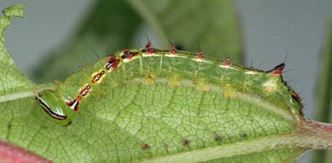 Last instar larva of Dognina honeyi (YBS-26888); hostplant Boehmeria pavonni (Urticaceae)