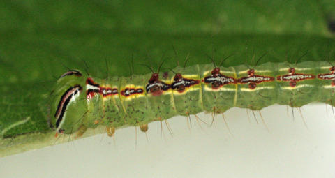 Last instar larva of Dognina honeyi (YBS-26888); hostplant Boehmeria pavonni (Urticaceae)