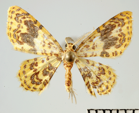 Adult male of Eois margarita (dorsal)