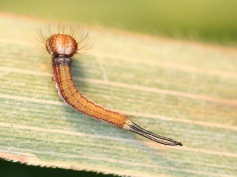 1st instar of Eryphanis greeneyi