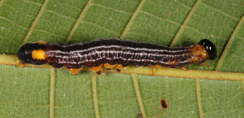 Last instar larva of Monocreaga pheloides (65549), Narupa, Napo, Ecuador.