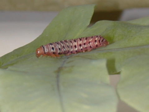 Larva