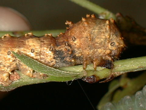 Larva